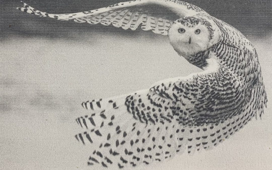 Snow Owl on Ceramic Tile